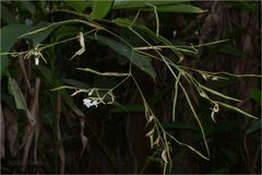 Schumannianthus virgatus